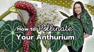 How I Pollinated my Anthurium plus Harvesting Seeds Anthurium Pollination Tips [upl. by Sonitnatsok]