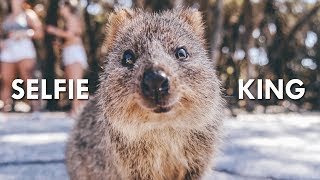 Quokkas The Happiest Animals on the Internet [upl. by Jillene]