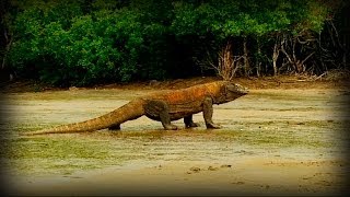 Komodo and Sumatra Land of Dragons full documentary [upl. by Ttam960]