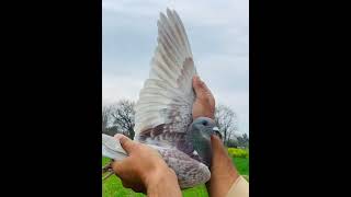 Pigeon Diarrhea Treatment With camphorated chalk chalk pigeon treatment pakpigeon786 [upl. by Nayrb]