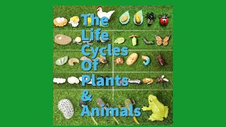 The Life Cycles of Plants and Animals [upl. by Reisfield989]