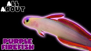 All About The Purple Firefish [upl. by Nohtiek]