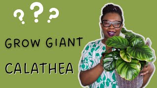 Do THIS to grow a GIANT Calathea Fasciata in LECA  The Leca Queen [upl. by Columbine]