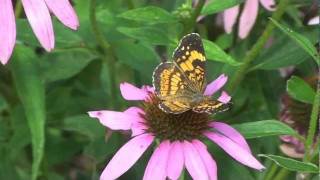 Silvery Checkerspot [upl. by Roldan]