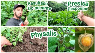 PLANTANDO PHYSALIS NA HORTACOMO ESTA A LAVOURA DE FUMORESULTADO DO SECANTEPRESISA DESPONTAR [upl. by Ardnuyek]