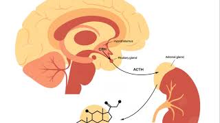 Basic introduction of hypothalamus pituitary axis USMLE Made Easy [upl. by Chin]