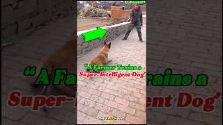 🔥“A Farmer Trains a SuperIntelligent Dog” dog pets k9 dogtraining malinois belgianmalinois [upl. by Kalindi]