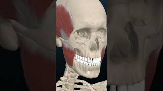 Anatomy Head and Neck Masseter Muscle 3dmodel anatomy [upl. by Yehc]