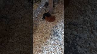 Why Do Pullets Shadow Full Grown Hens [upl. by Anilra759]