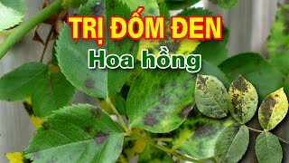 Phòng trị bệnh đốm đen trên cây hoa hồng  Thuốc phun chữa đốm đen cây hoa hồng  Thịnh Nông Nghiệp [upl. by Lluj]