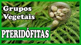 Pteridófitas Botânica Grupos vegetais [upl. by Enoed]