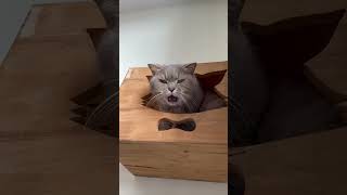 🐱❤️🗣️ Milky loves speaking 🐭🐱❤️😂cat cats furry love pets catnip fun funny meow cute yawn [upl. by Gnirps]