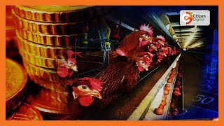 Smart Farm  Broiler Chicken in Kiambu [upl. by Ratha184]