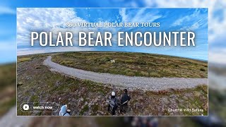 Polar Bear Encounter  360 Virtual Tour 4K [upl. by Atterual735]