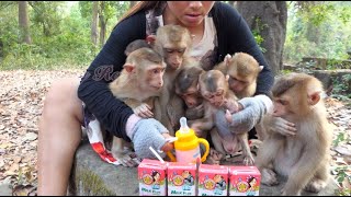 Feed milk for all abandoned monkeys [upl. by Dave871]