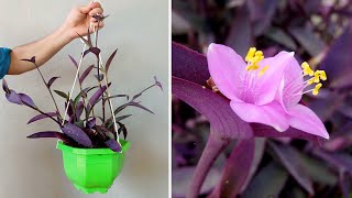 How to grow Tradescantia plant with water medicinal uses originating from Gulf Mexico [upl. by Arima]