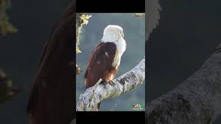 Brahminy kite [upl. by Salohci]