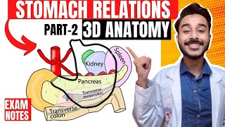 stomach relations anatomy  stomach bed anatomy  relation of stomach anatomy 3d [upl. by Ordnael]