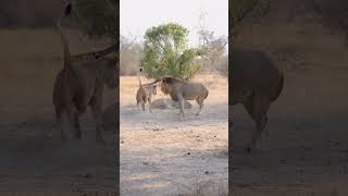 Playful Lions  Lion Sands Game Reserve  Sabi Sand  South Africa [upl. by Sirovat754]