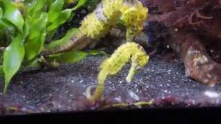 Hippocampus reidi Oktober 2014 [upl. by Andrew]