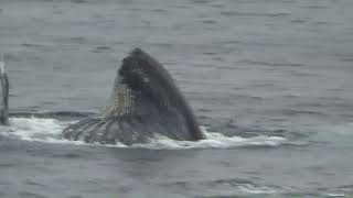 RV H TRAVELS  NEWFOUNDLAND 4  WHALES [upl. by Mohorva648]