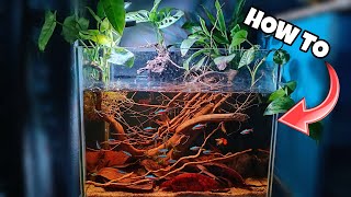 Black water JUNGLE AQUARIUM setup  Step by Step Aquascape Tutorial [upl. by Maressa]