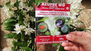 AZUFRE contra HONGOS E INSECTOS en las ORQUIDEAS [upl. by Sly]