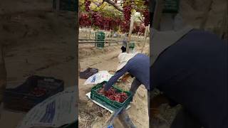 Grape Harvest in Peru [upl. by Peltier812]