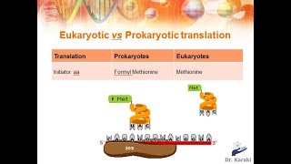 protein synthesis part 3Prokaryotic vs Eukaryotic Translationbiology biochemistry [upl. by Ellimak]