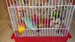 Pet shop parrot antics Parrotlet at play Parrot Travel Cage Set Up [upl. by Atilrep583]