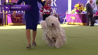 Komondorok  Breed Judging 2024 [upl. by Sapers598]