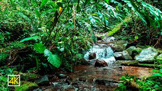 Natures Relaxing River Symphony Gentle River Stream Among Mossy Boulders for Deep Relaxation [upl. by Gati]