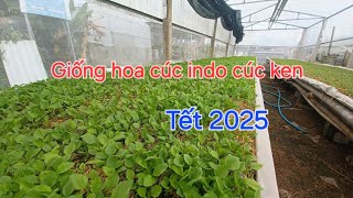 Giống cúc indo cúc ken tết 2025 [upl. by Sneed]