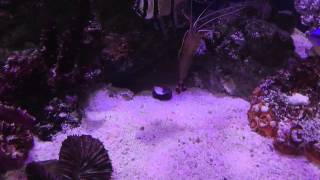 Purple Pistol Shrimp Rejects Dead Scarlet Skunk Cleaner Shrimp [upl. by Drofyar239]