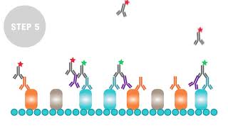 BioRads Isotype Specific Secondary Antibodies [upl. by Ayvid]