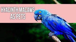 Hyacinth Macaws as Pets A Complete Care Guide [upl. by Delainey]