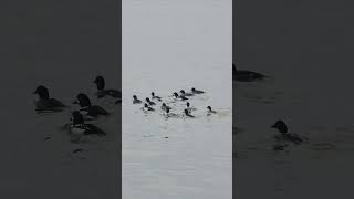 Barrows goldeneyes diving show birds amazingvancouver nature [upl. by Aninay133]