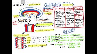 Embryology Development of musculoskeletal system for USMLE step 1 and undergraduates [upl. by Eniamurt]