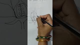 How to draw parts of flowerbiologyscienceeducationalshorts [upl. by Soloman]