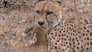 Cheetah Catches And Eats Antelope HD [upl. by Christoper765]