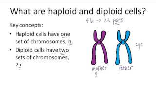 Haploid v Diploid [upl. by Lenhart]