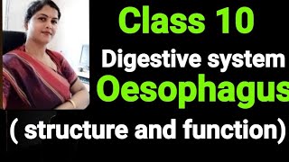 CLASS 10 NUTRITION IN HUMAN OESOPHAGUS STRUCTURE AND FUNCTION [upl. by Shue]