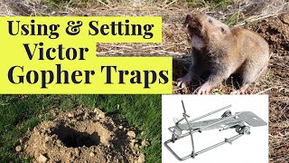 Get rid of GOPHERS using the VICTOR EASY SET TRAP [upl. by Latsirk]