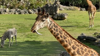 We Visit The Brevard Zoo  Melbourne FL [upl. by Lissie]