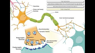 Intro to Neuroscience [upl. by Ylrebmik147]