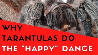 The Tarantula quotHappyquot Dance  What It Is And Why Tarantulas Do It [upl. by Rech324]