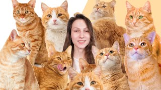 7 Facts You Didnt Know About Orange Cats [upl. by Larkins]