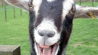 Funny Goats Screaming like Humans [upl. by Bartolemo717]