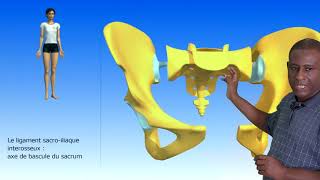 Les articulations du bassin La sacro iliaque Les ligaments du bassin [upl. by Baniaz]