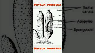 Phylum porifera shorts phylum phylumporifera shortsviral [upl. by Holden990]